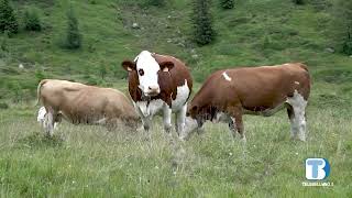 Avepa incontra gli agricoltori per parlare dello stato dei pagamenti