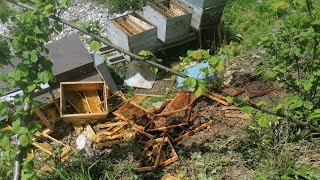 Val di Zoldo: l’orso colpisce ancora