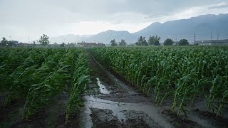 Troppa pioggia, agricoltura in ginocchio: mais e fieno a rischio