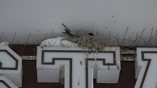 194 nidi censiti: Belluno è ancora “Città delle rondini”