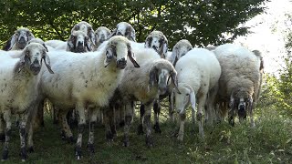 Importante riconoscimento europeo per il progetto “Sheep Up”