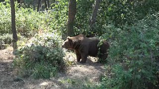 Avvistamenti dell’orso a Seren, il sindaco scrive al Prefetto: “Iniziamo a parlarne”