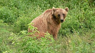 Orso nel Feltrino: niente allarmismo, ma massima attenzione