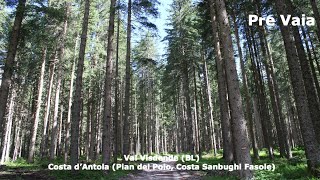 La foresta della Val Visdende rinasce grazie a 24 mila nuove piante