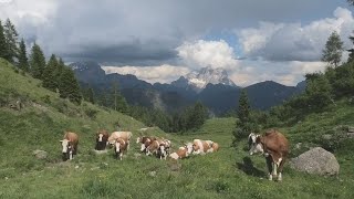 “Pascoli delle terre alte”, al via il progetto per riqualificare gli alpeggi bellunesi