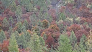 Dopo Vaia un nuovo bosco