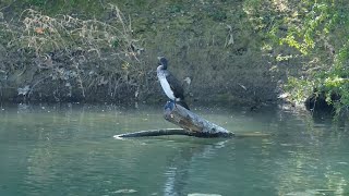 I cormorani e lo svuotamento dei laghi minacciano la pesca