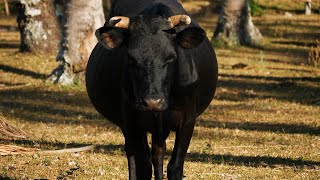 Incornato da un toro scappato dal recinto: muore un 88enne del Comelico.