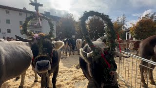 Cortina in festa per la desmonteà